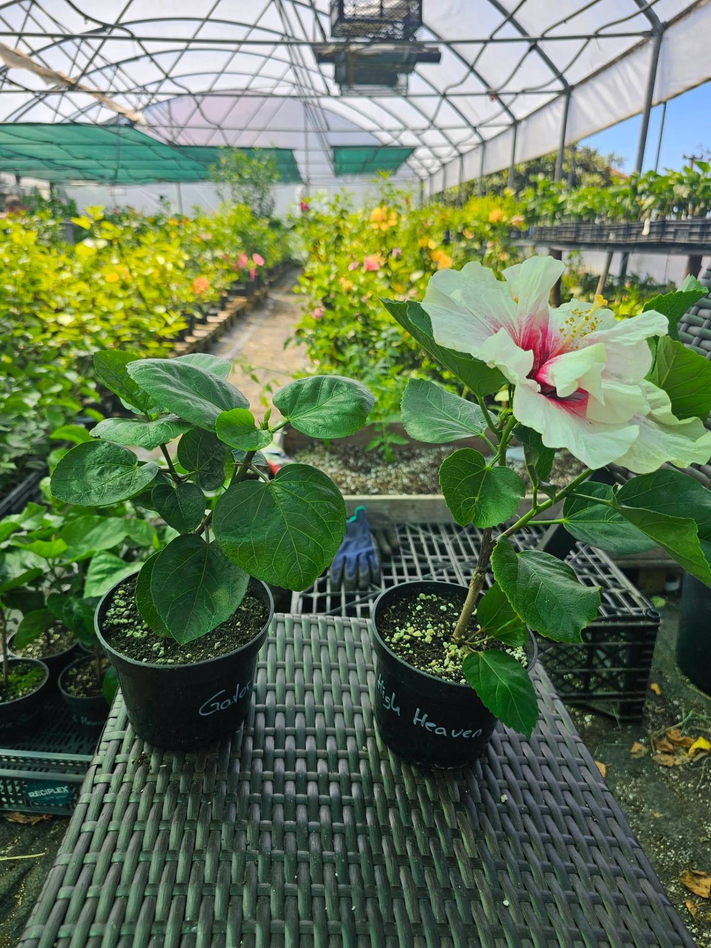 WHAT YOU NEED TO KNOW WHEN YOU ORDER A HIBISCUS PLANT 🌺 — 1