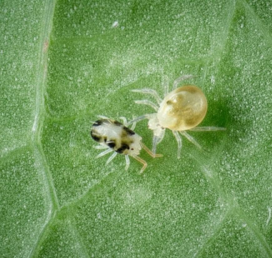 PREDATORY INSECTS AGAINST HIBISCUS PESTS — OUR EXPERIENCE & PRACTICAL ADVICE 🐞🌺 — 1