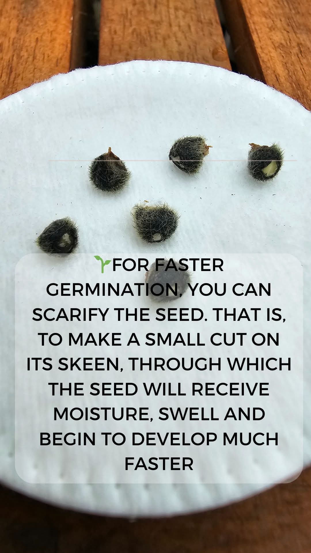 From Seed to Seedling โ How to Germinate Hibiscus Seeds ๐ฑ โ 8