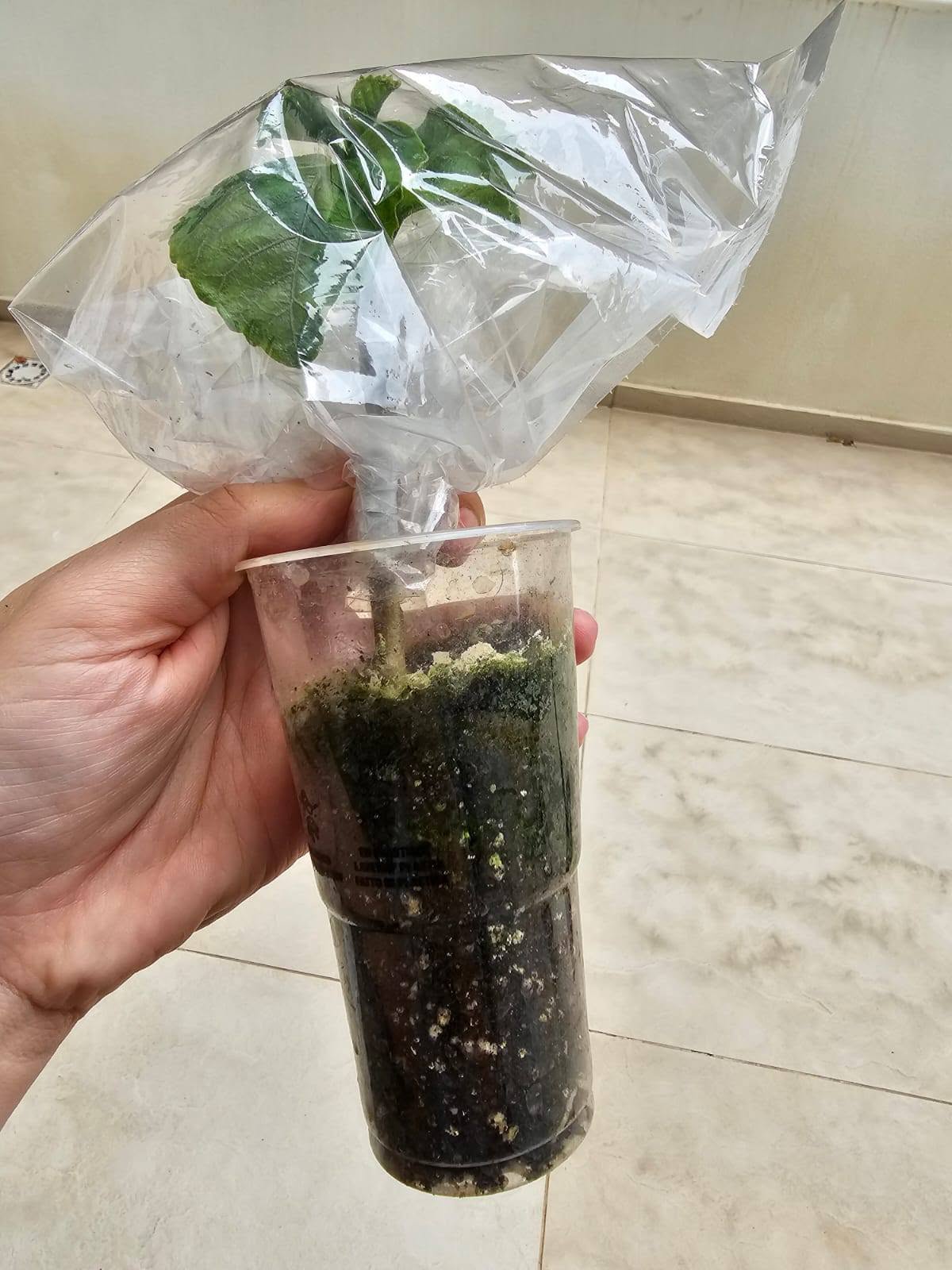 SAVING HIBISCUS WITH ROTTEN ROOTS (PART 2/2) 🌺🌿 — 2