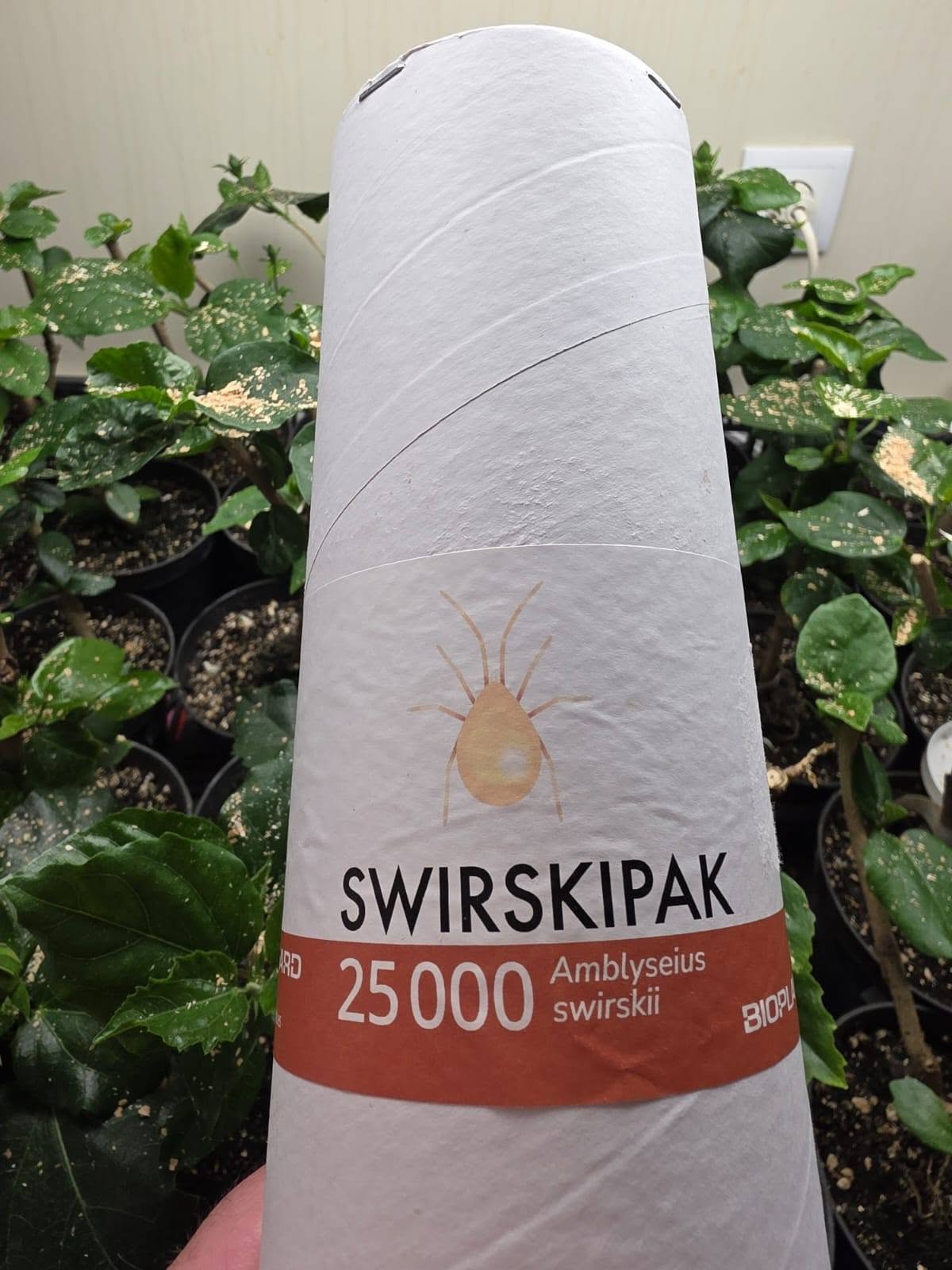 PREDATORY INSECTS AGAINST WHITEFLIES 🌺🧐