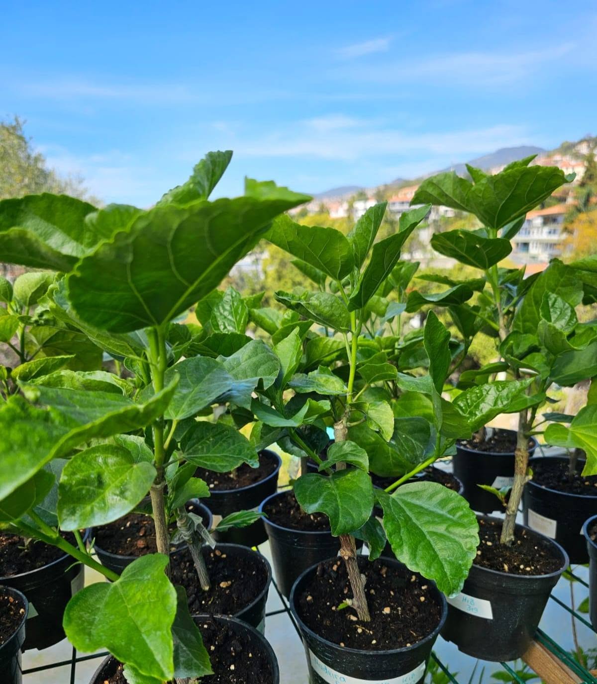 QUARANTINE FOR NEW PLANTS ("TRUST NO LEAF" 😄 + 10-STEP GUIDE) 🌱 — 1