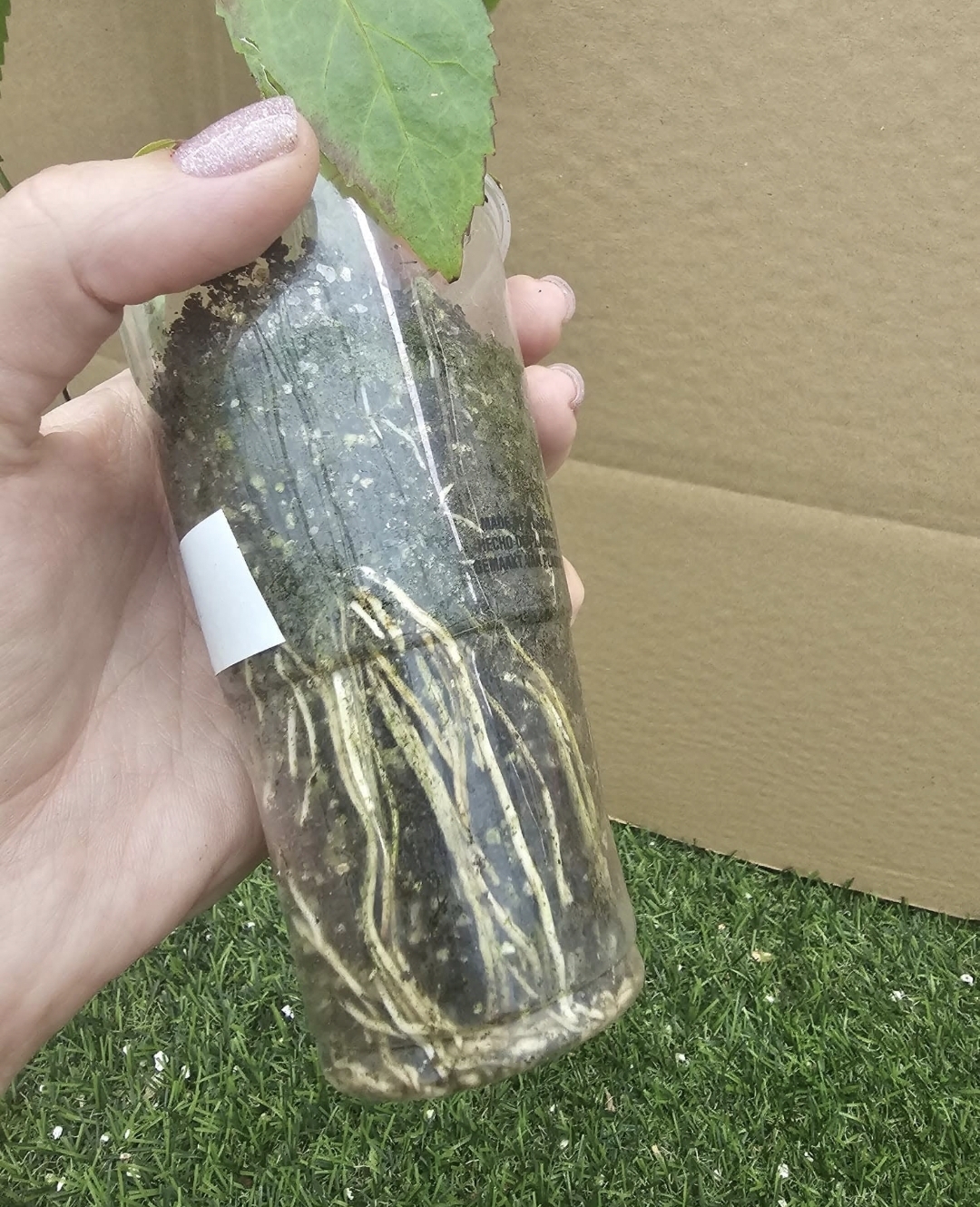 How to Grow Hibiscus from Cuttings — Step-by-Step Guide 🌱