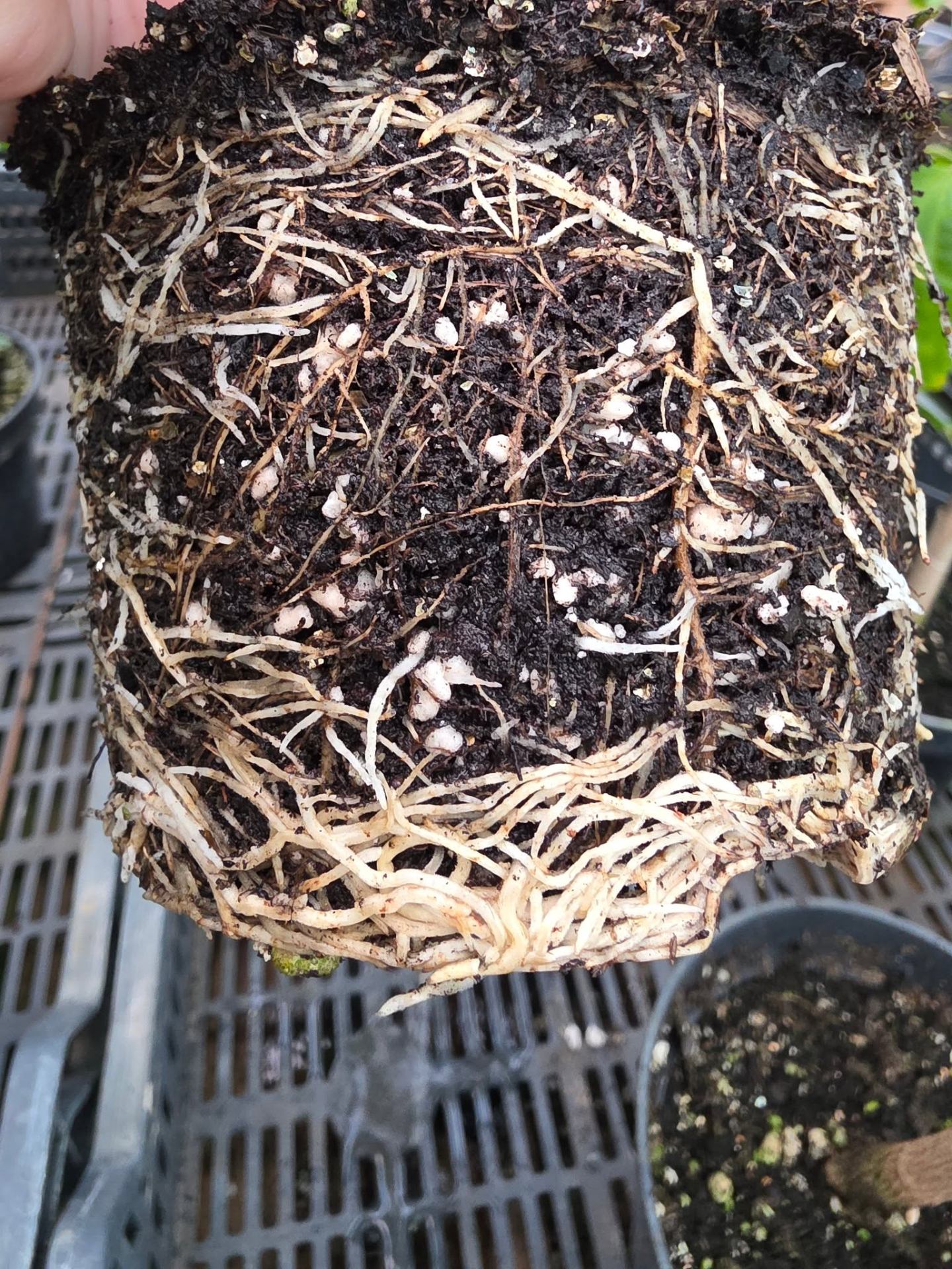ALL THE SECRETS OF HIBISCUS ROOT CARE (PART 1/2) 🌺🌿 — 2