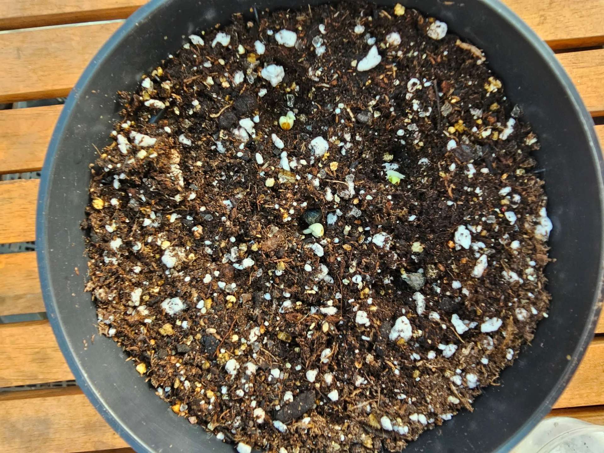From Seed to Seedling โ How to Germinate Hibiscus Seeds ๐ฑ โ 21