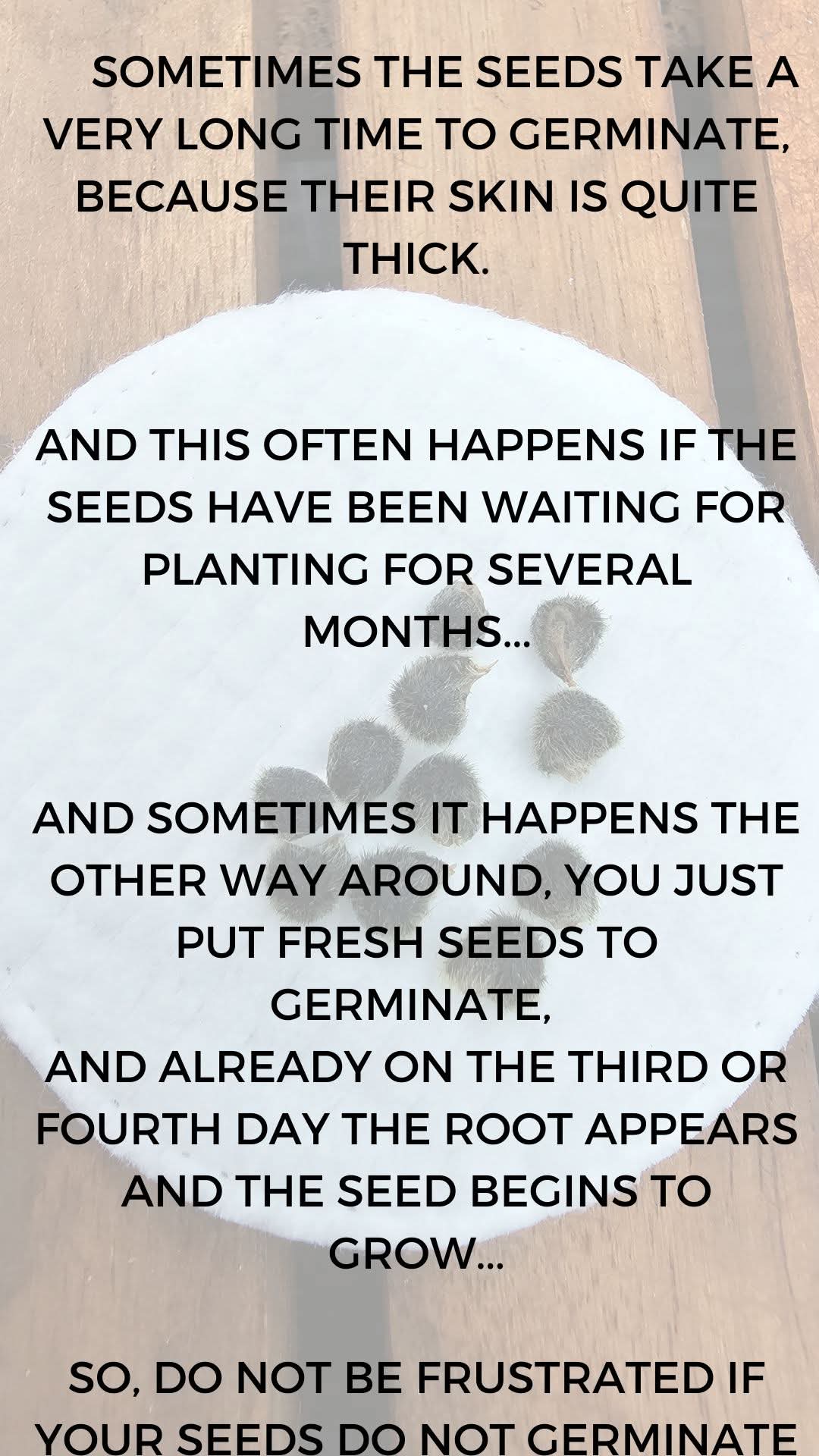 From Seed to Seedling โ How to Germinate Hibiscus Seeds ๐ฑ โ 7