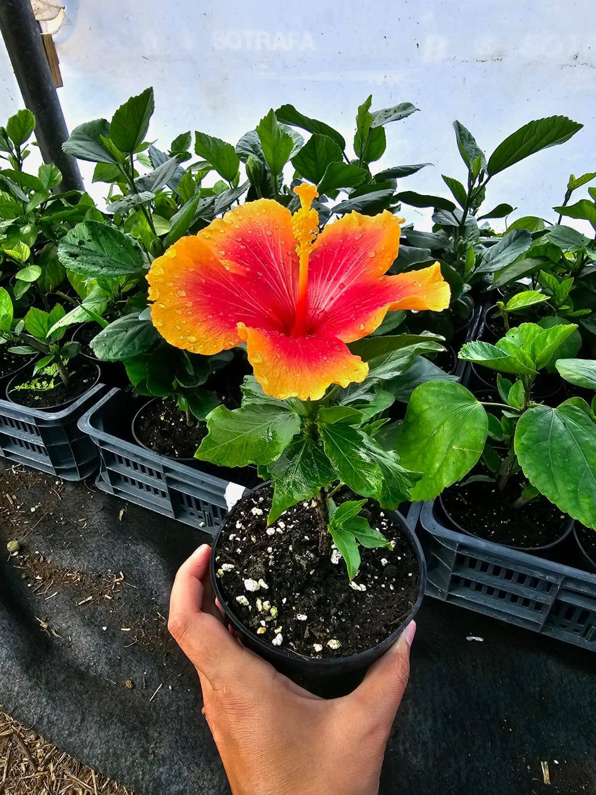 THE IDEAL SOIL MIXTURE FOR YOUR HIBISCUS 🌺🌿