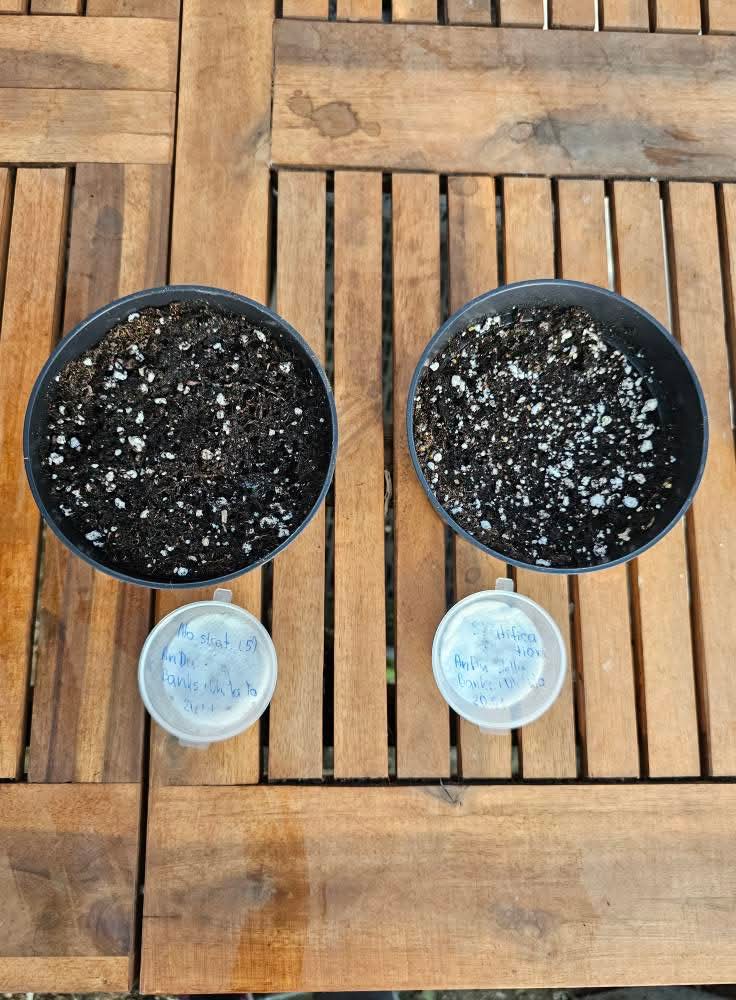 From Seed to Seedling โ How to Germinate Hibiscus Seeds ๐ฑ โ 20