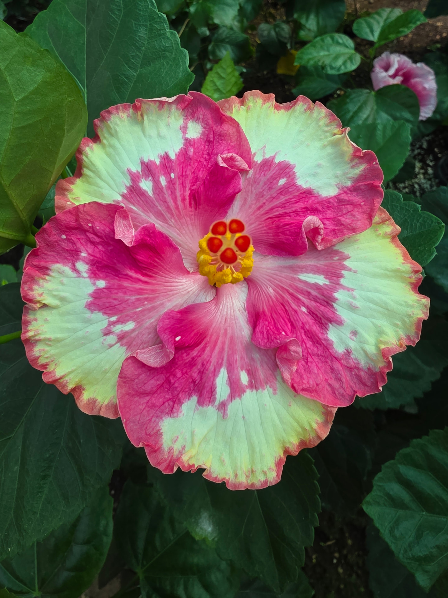 Presale 2027 — hibiscus 2