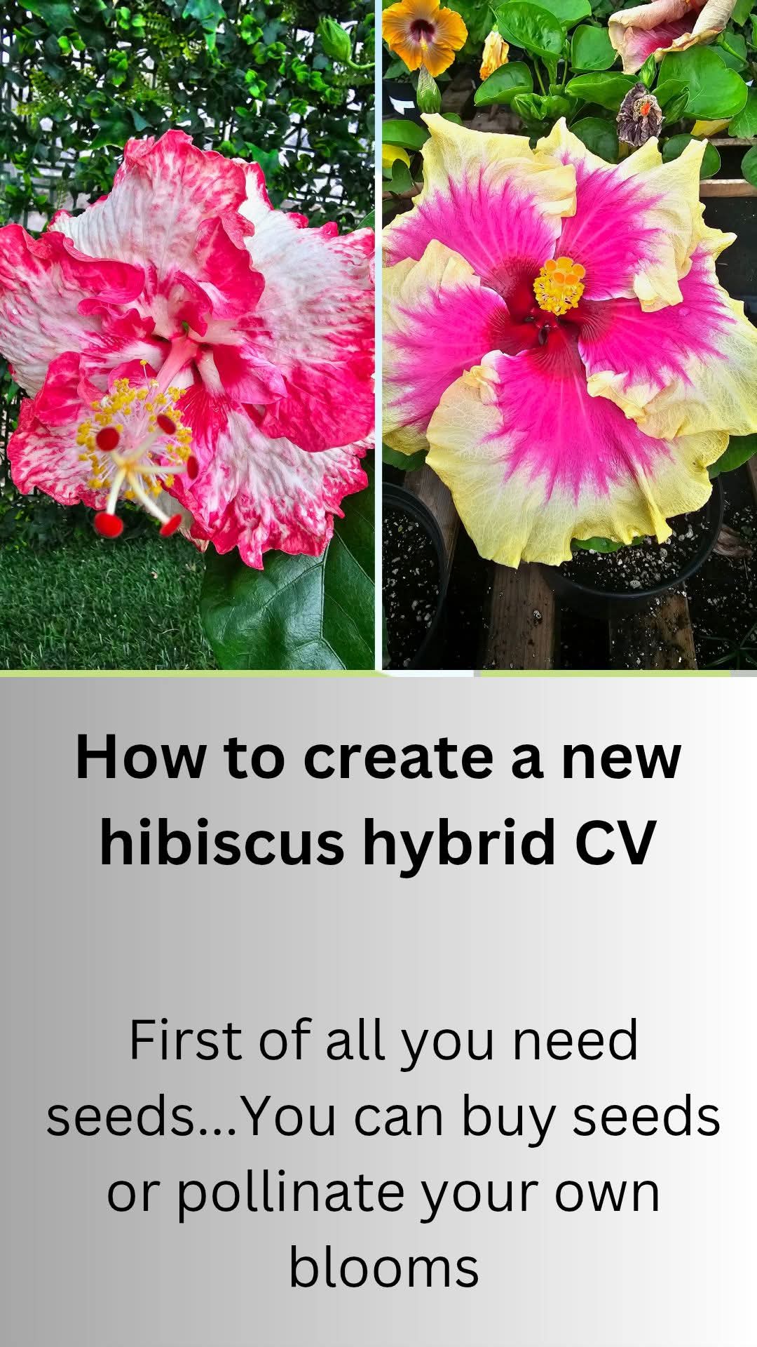 From Seed to Seedling — How to Germinate Hibiscus Seeds 🌱