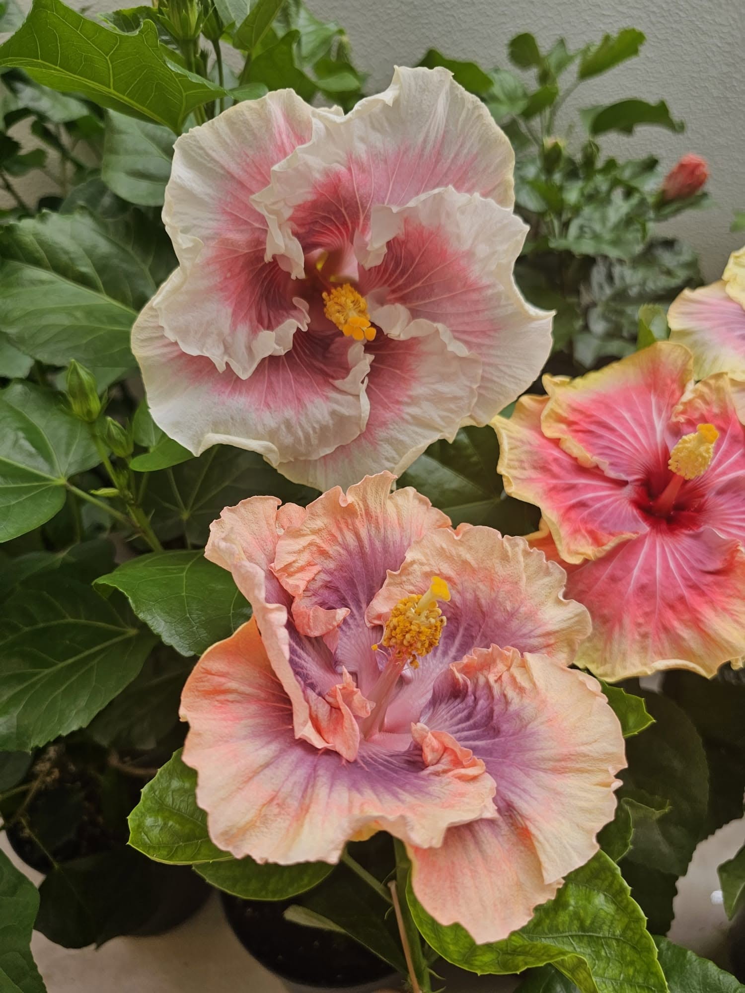 FERTILIZING SECRETS 🌺🧐