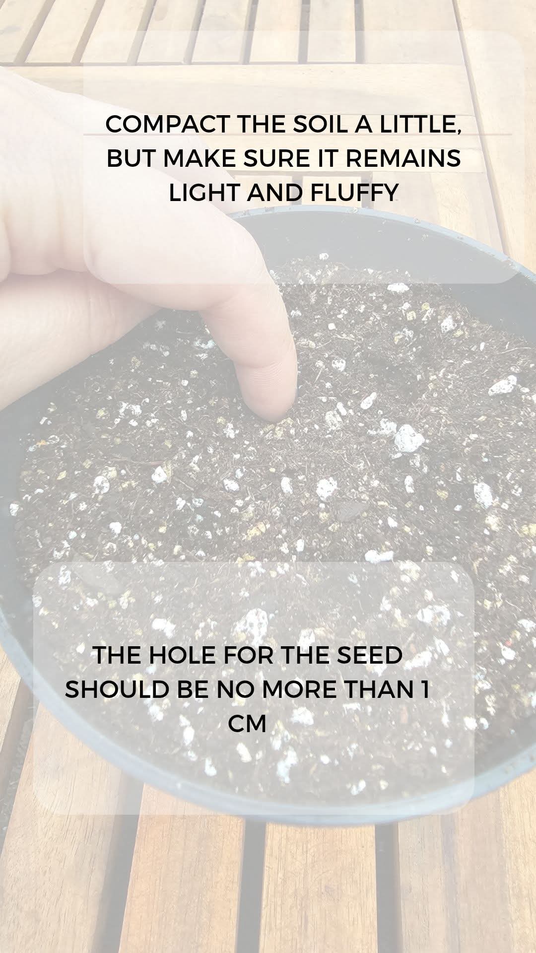 From Seed to Seedling โ How to Germinate Hibiscus Seeds ๐ฑ โ 18