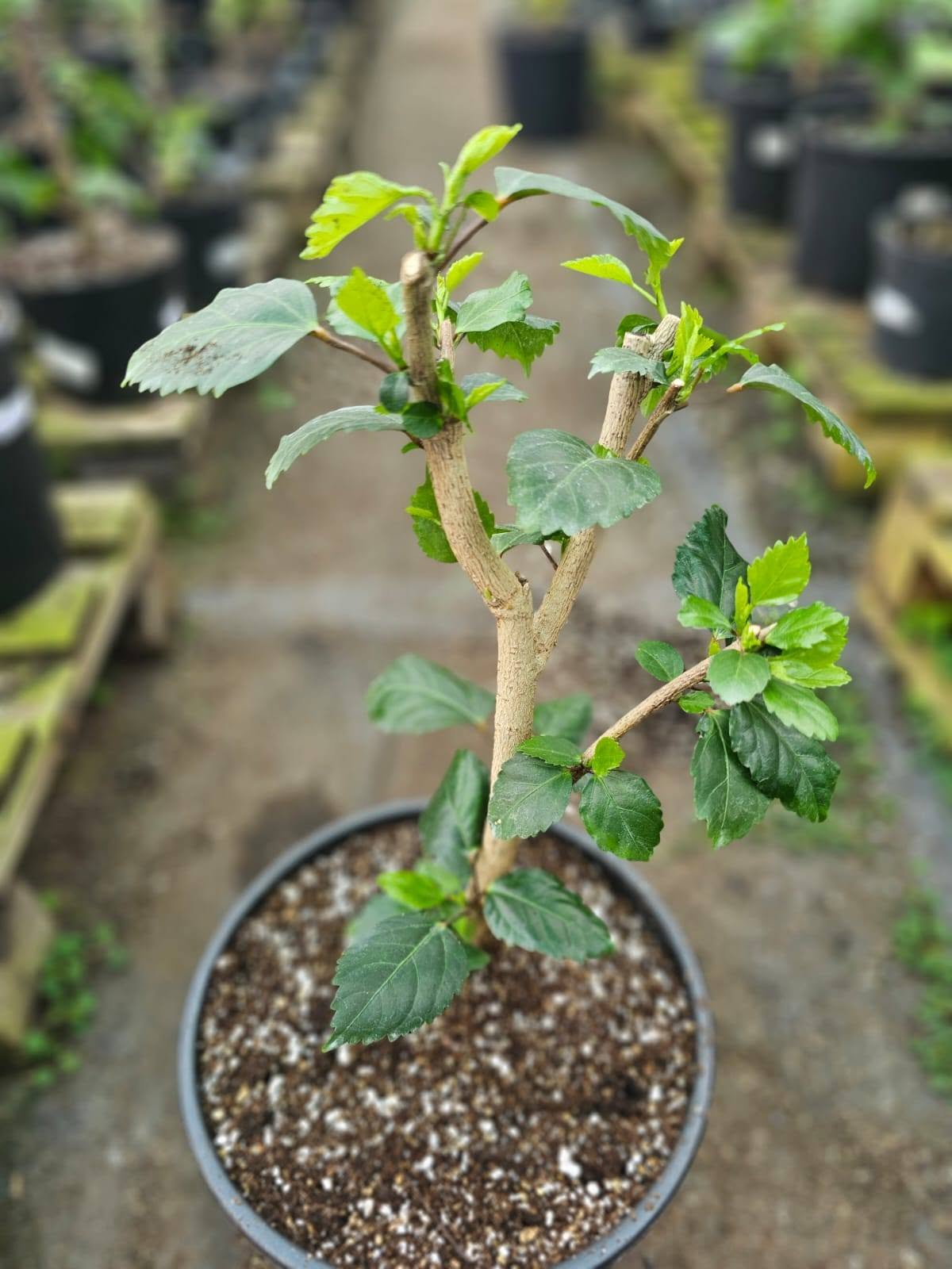 HOW TO PROPERLY PRUNE YOUR INDOOR HIBISCUS (WITHOUT FEAR!) ✂️🌺 — 1