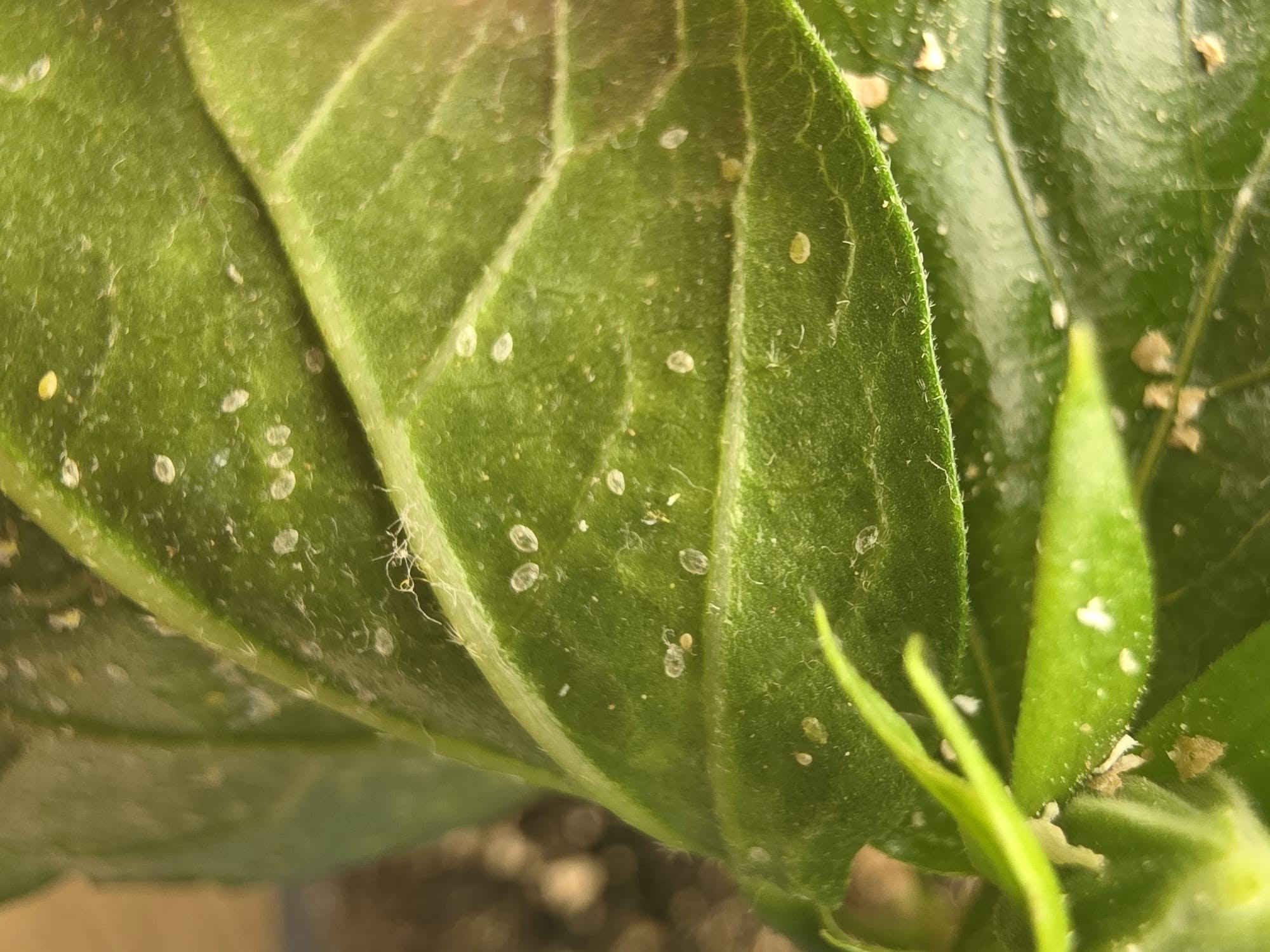 WHITEFLIES ON HIBISCUS: WHY THEY'RE SO HARD TO GET RID OF (AND WHAT REALLY WORKS) 🌺🧐 — 2