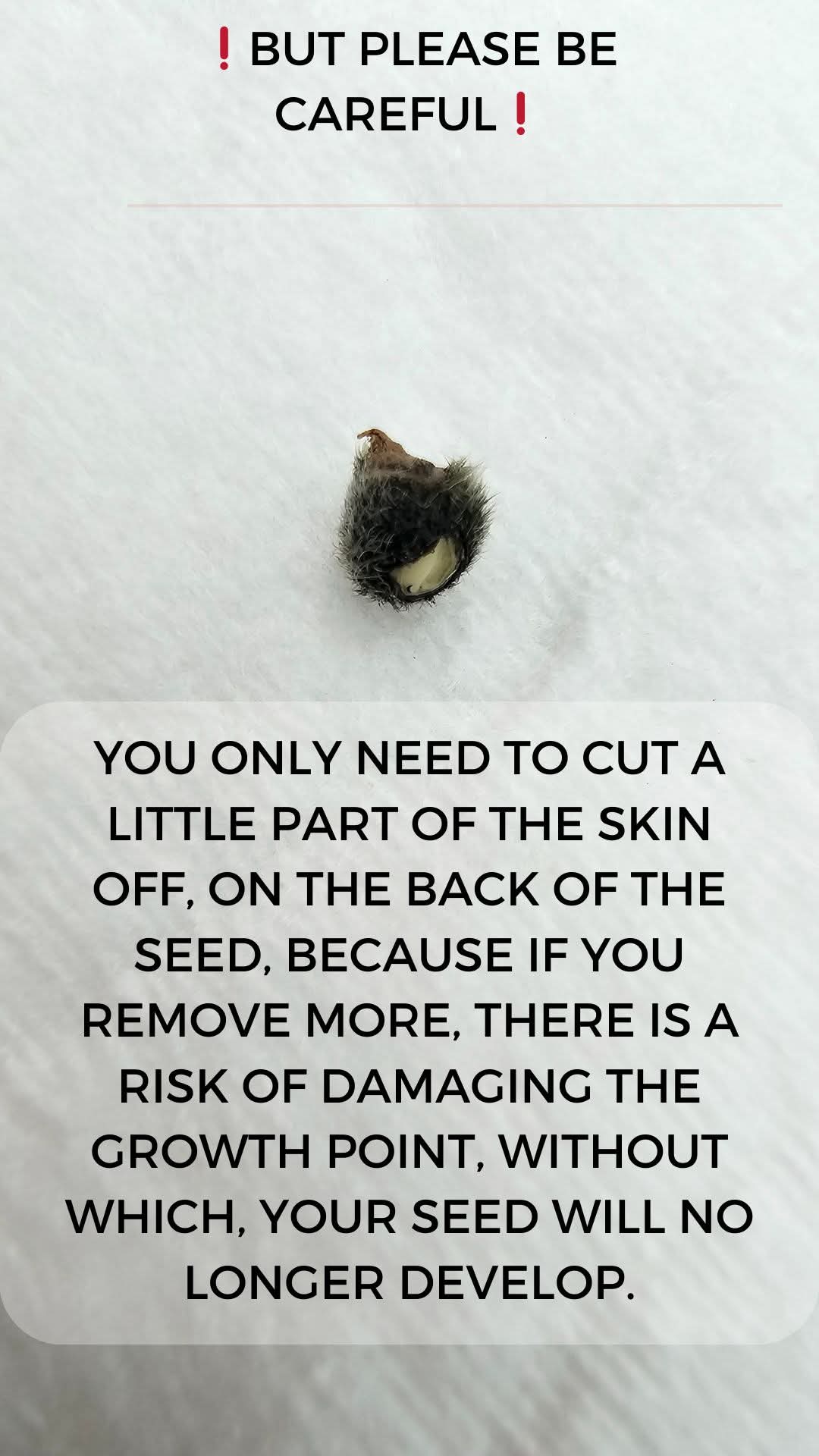 From Seed to Seedling โ How to Germinate Hibiscus Seeds ๐ฑ โ 9