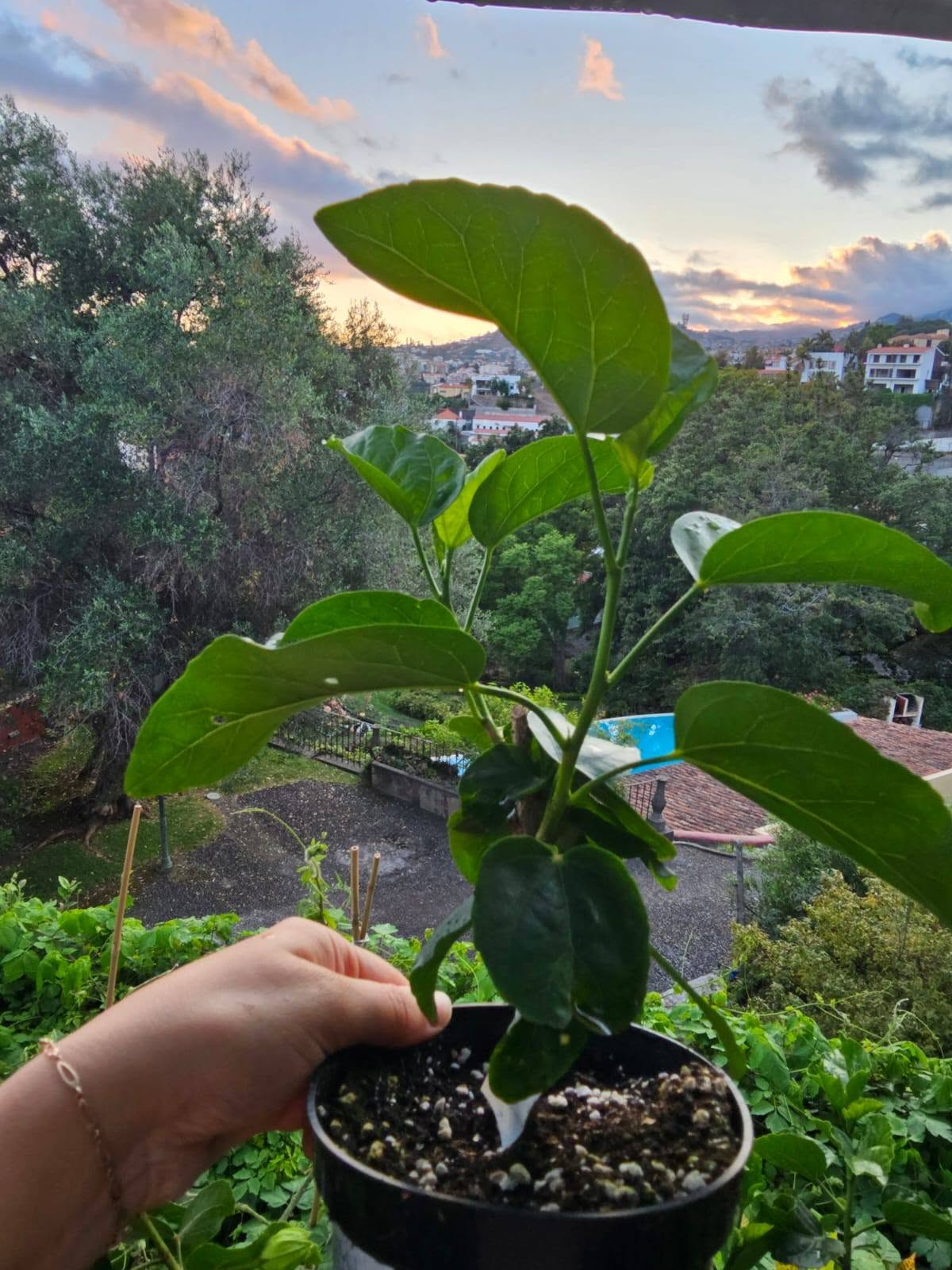 HOW TO PROPERLY PRUNE YOUR INDOOR HIBISCUS (WITHOUT FEAR!) ✂️🌺