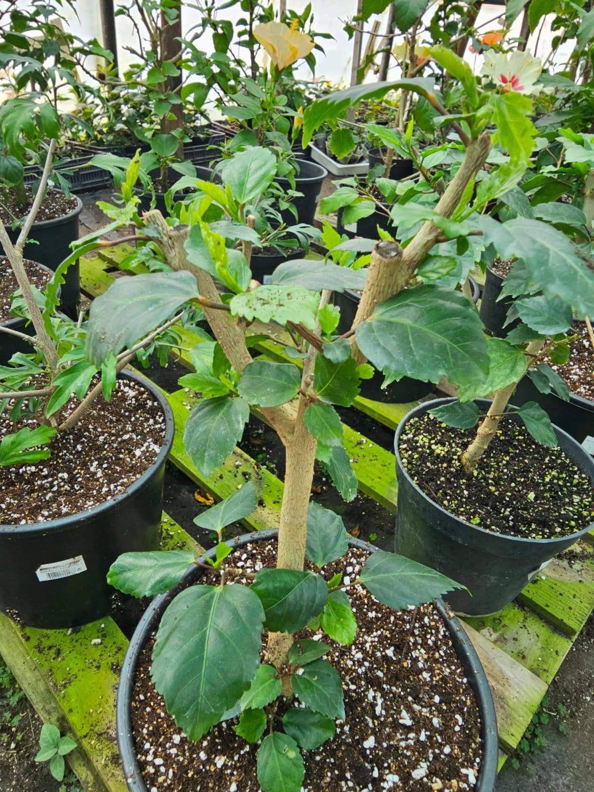 THE IDEAL SOIL MIXTURE FOR YOUR HIBISCUS 🌺🌿 — 2