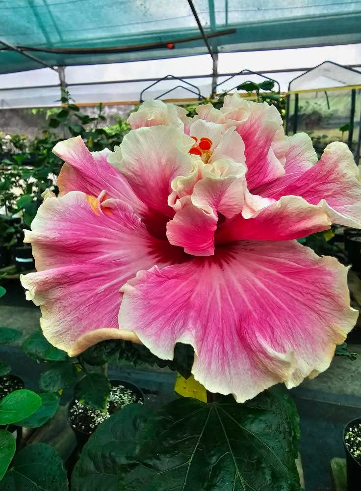 HIBISCUS WATERING SECRETS NO ONE TELLS YOU 🌿 — 1