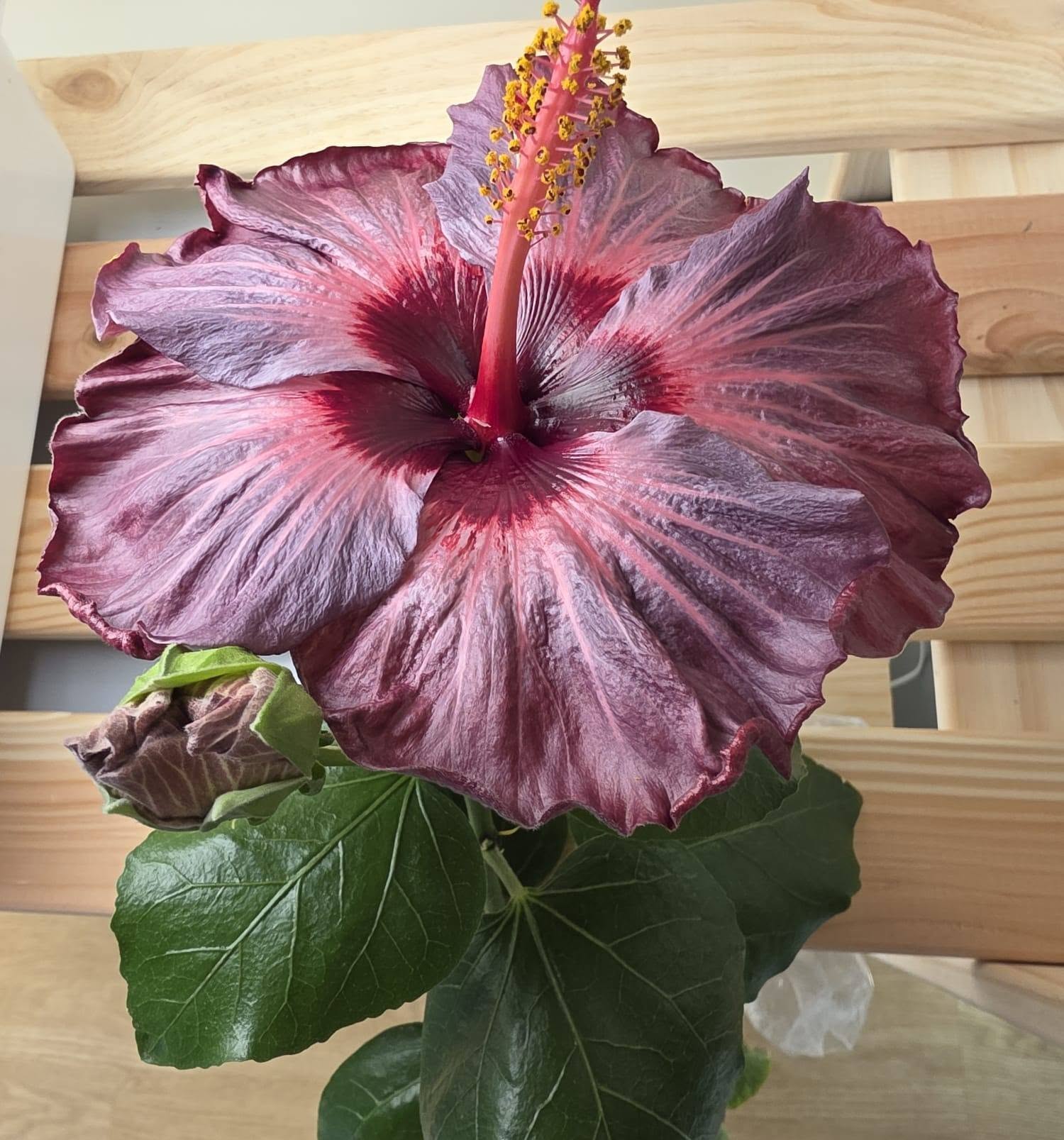 WHY DOES MY HIBISCUS DROP BUDS? (HOW TO STOP THE DRAMA + A LITTLE SECRET) 🌺