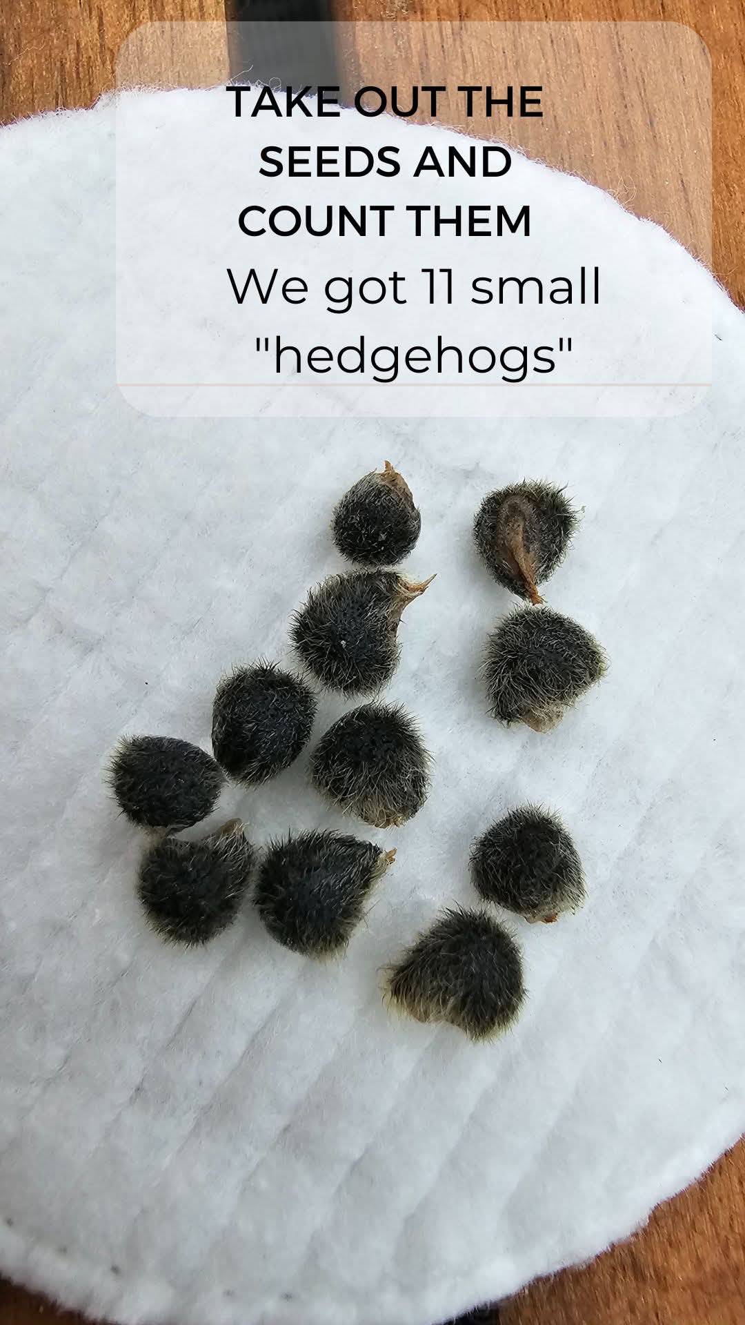 From Seed to Seedling โ How to Germinate Hibiscus Seeds ๐ฑ โ 6