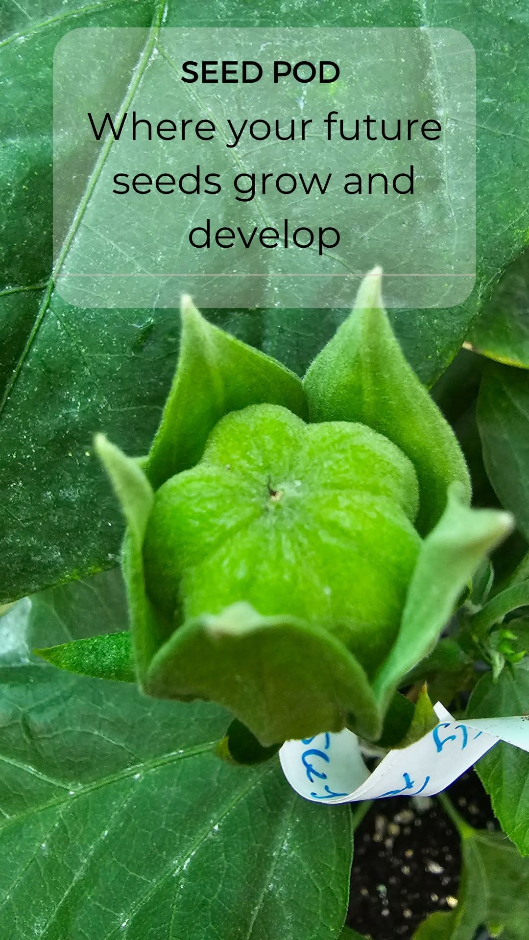 From Seed to Seedling โ How to Germinate Hibiscus Seeds ๐ฑ โ 2