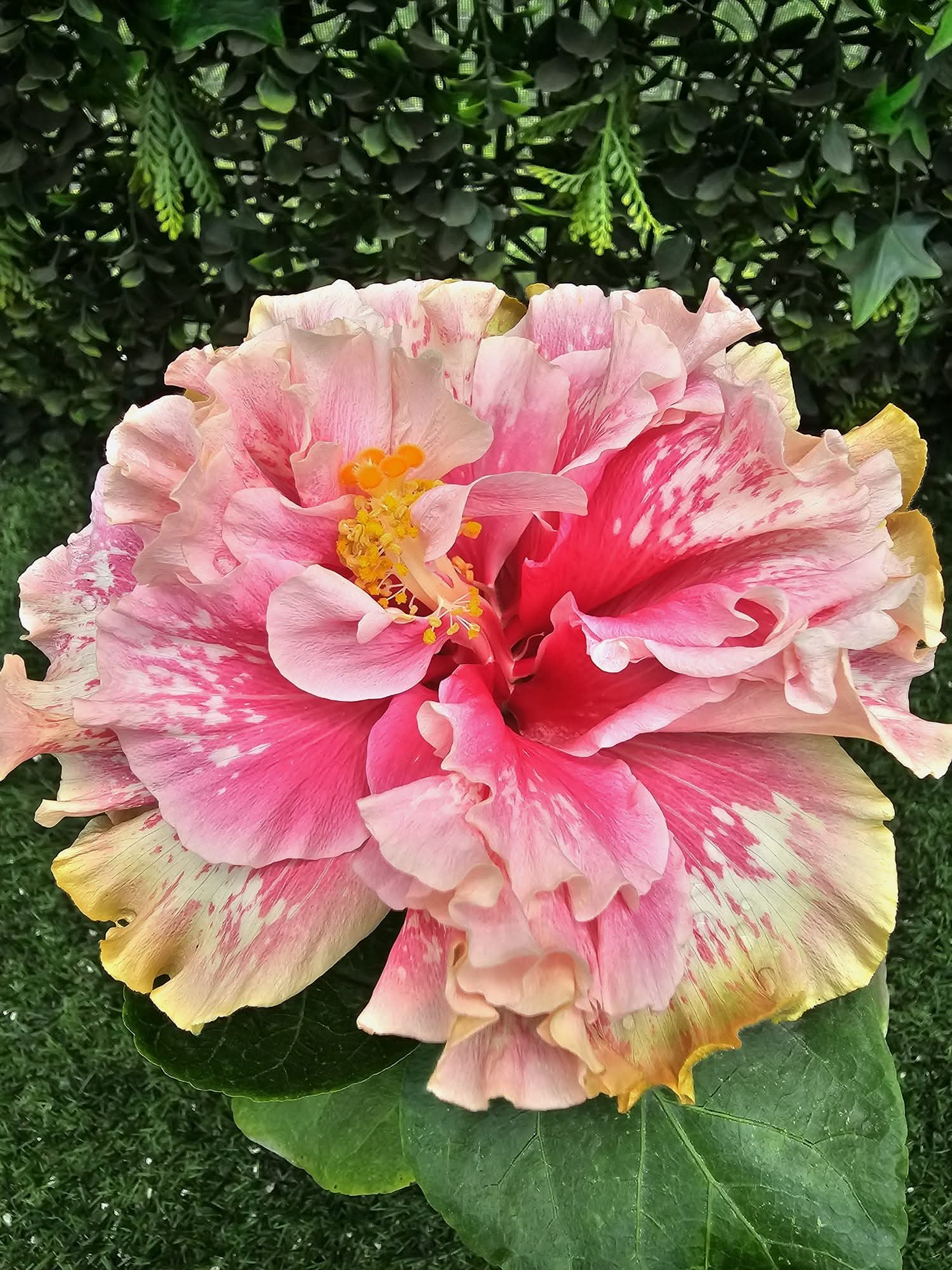 The Perfect Spot for Your Hibiscus — Light, Temperature & Placement ☀️ — 1