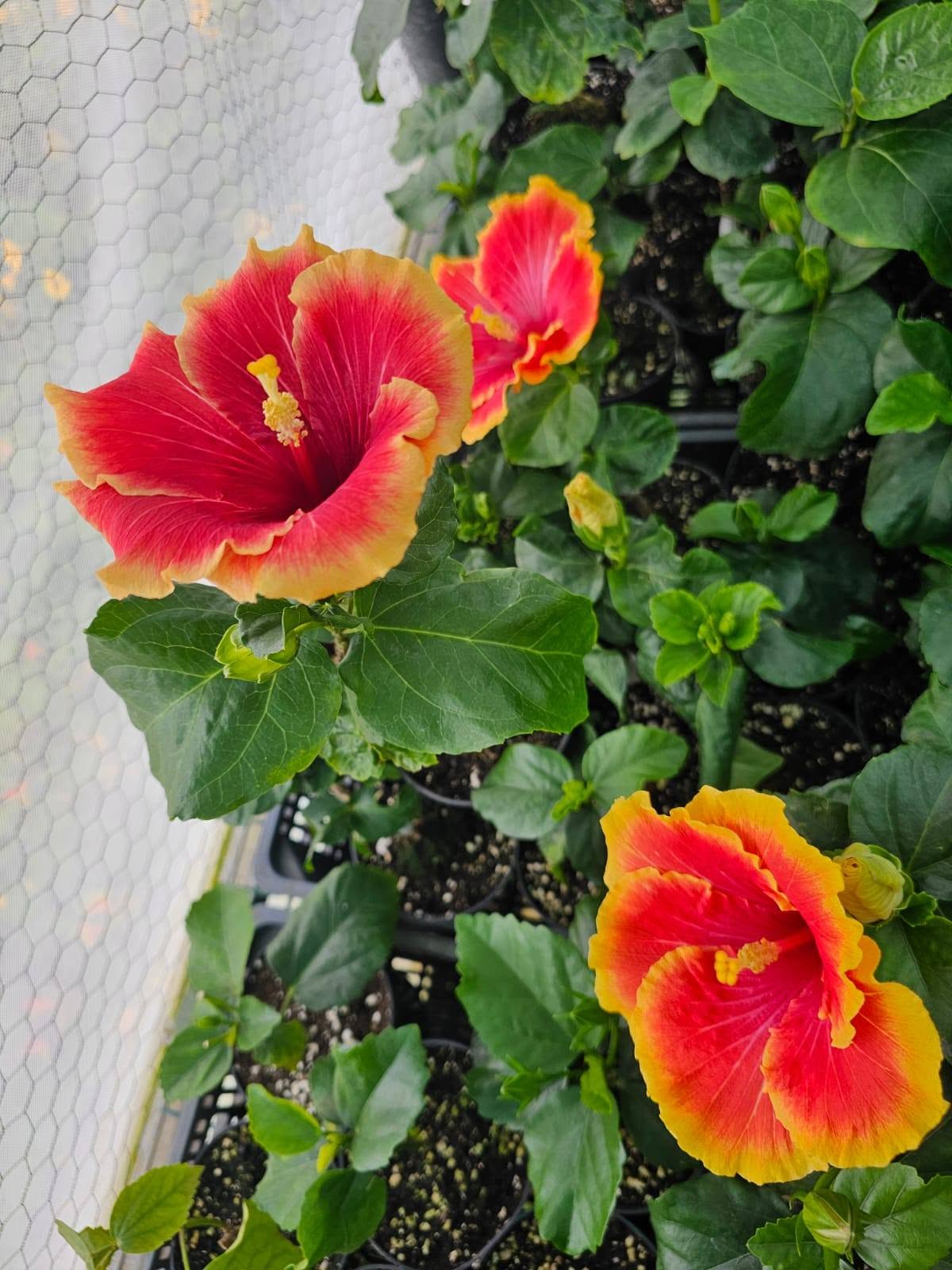 ALL THE SECRETS OF HIBISCUS ROOT CARE (PART 1/2) 🌺🌿