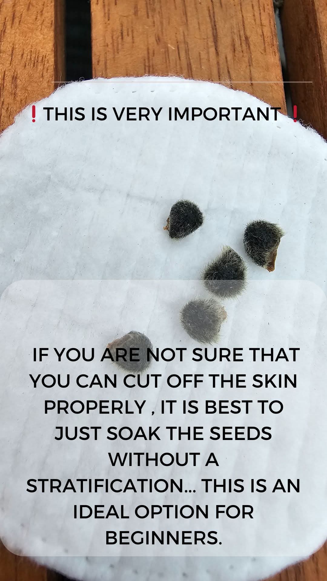 From Seed to Seedling โ How to Germinate Hibiscus Seeds ๐ฑ โ 10