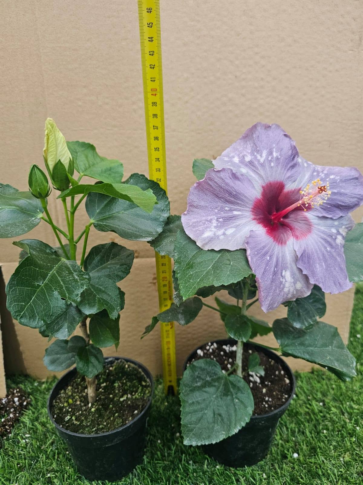 QUARANTINE FOR NEW PLANTS ("TRUST NO LEAF" 😄 + 10-STEP GUIDE) 🌱