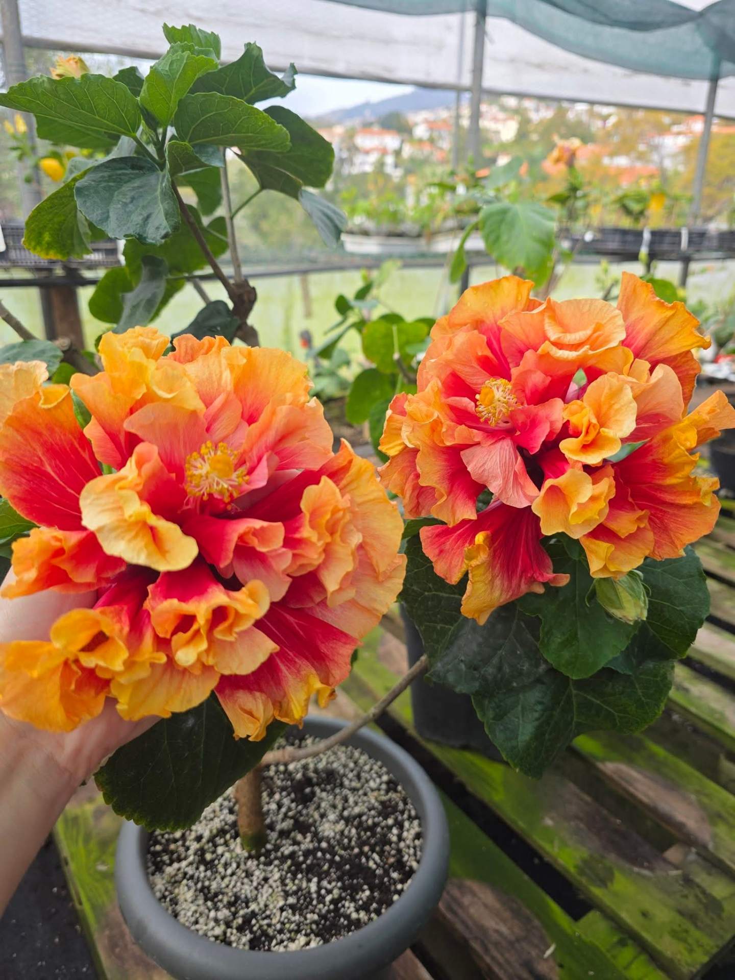 How to Overwinter Hibiscus — A Complete Guide ❄️ — 2