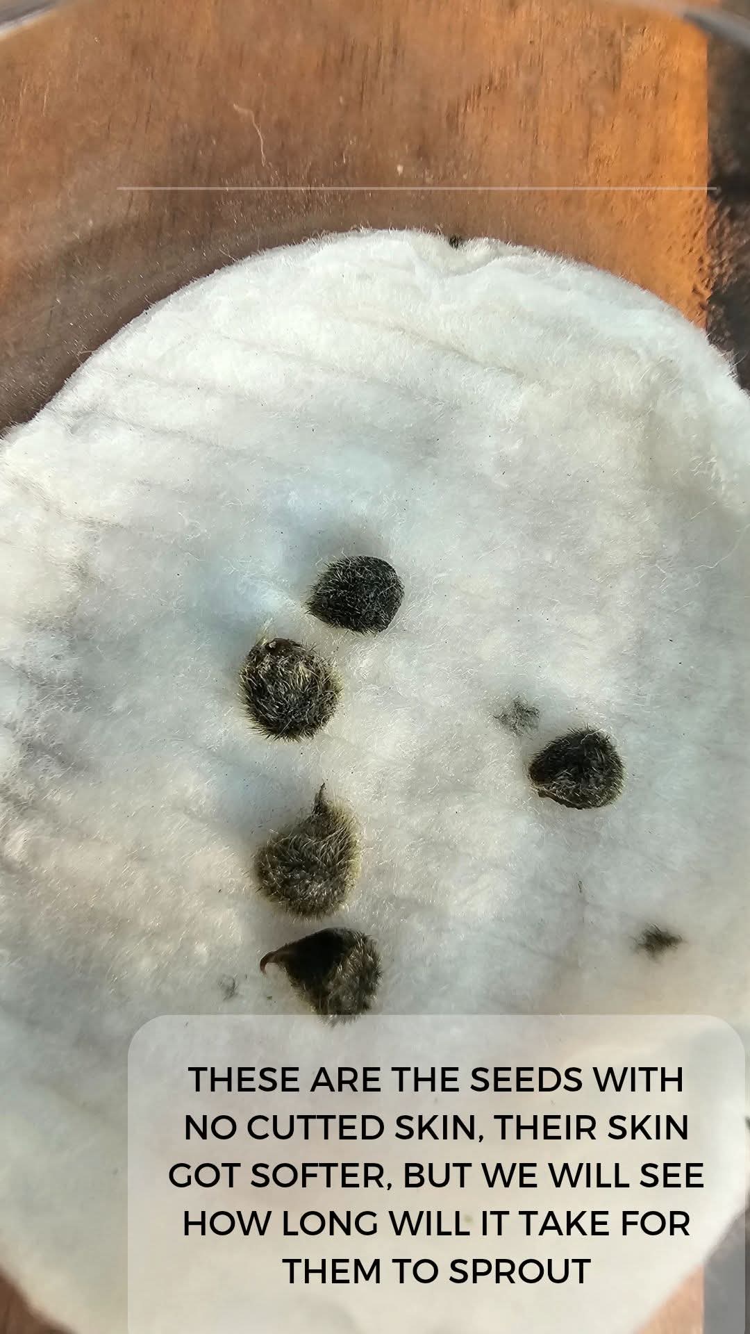 From Seed to Seedling โ How to Germinate Hibiscus Seeds ๐ฑ โ 15