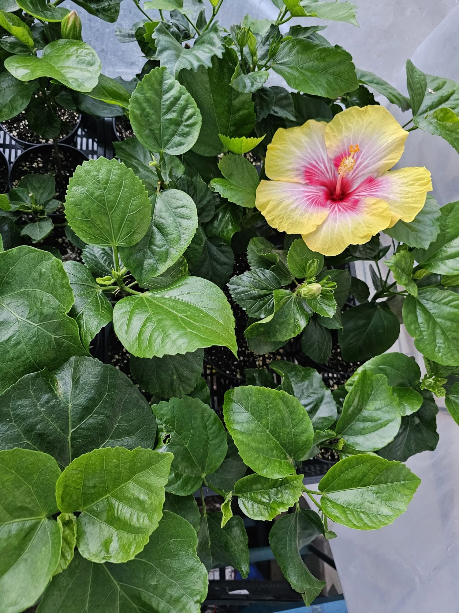SAVING HIBISCUS WITH ROTTEN ROOTS (PART 2/2) 🌺🌿