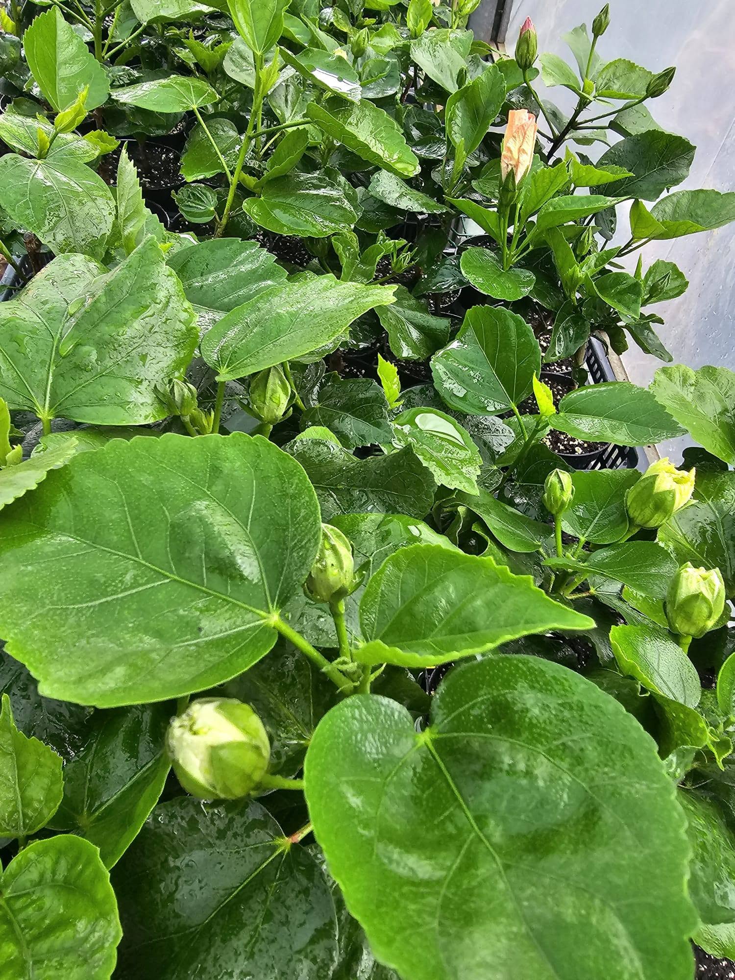 WHY DOES MY HIBISCUS DROP BUDS? (HOW TO STOP THE DRAMA + A LITTLE SECRET) 🌺 — 1
