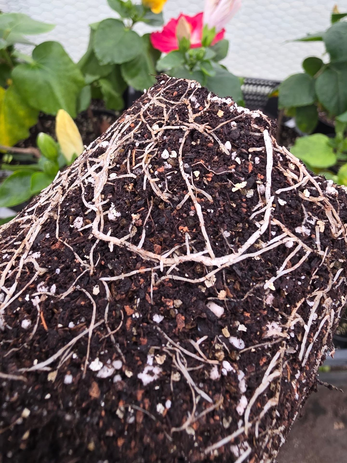 ALL THE SECRETS OF HIBISCUS ROOT CARE (PART 1/2) 🌺🌿 — 1