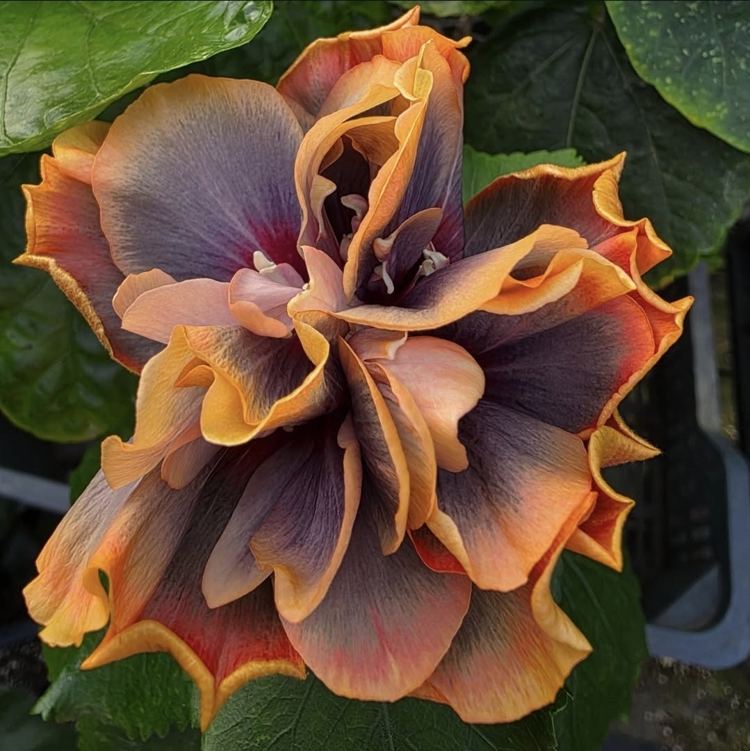 Presale 2027 — hibiscus 4