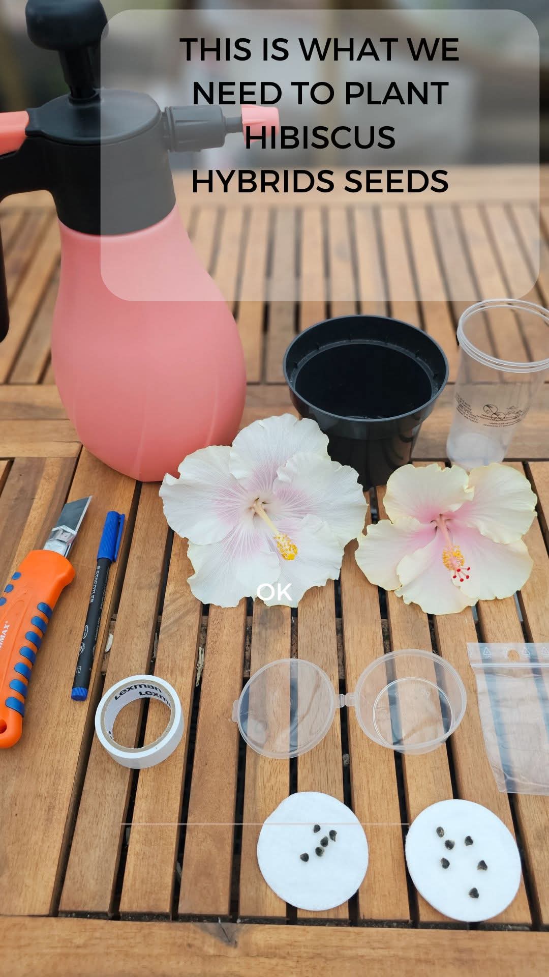 From Seed to Seedling โ How to Germinate Hibiscus Seeds ๐ฑ โ 4