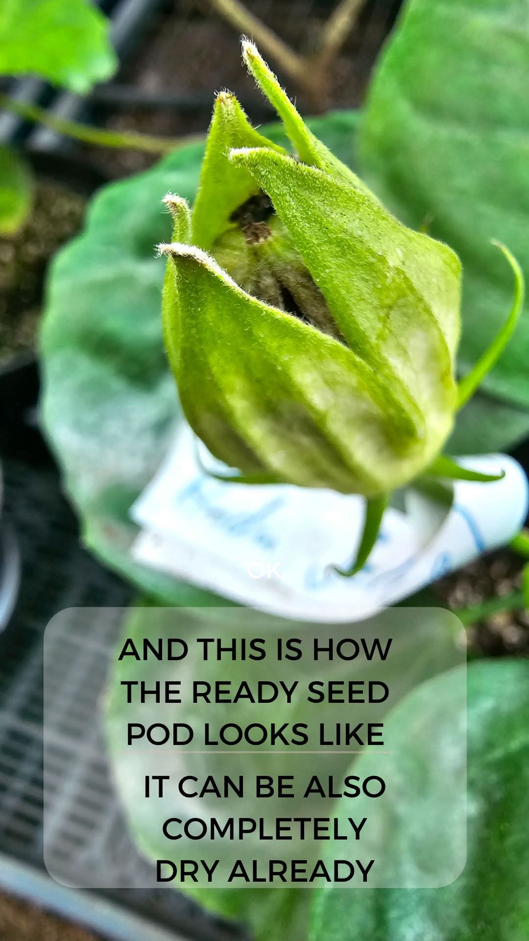 From Seed to Seedling โ How to Germinate Hibiscus Seeds ๐ฑ โ 3
