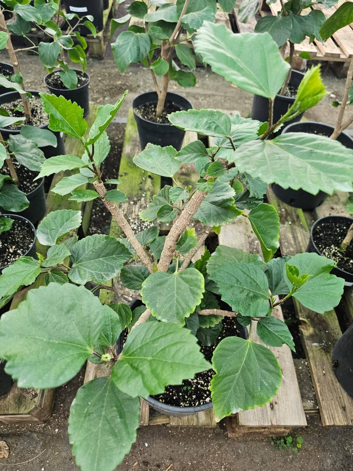 HOW TO PROPERLY PRUNE YOUR INDOOR HIBISCUS (WITHOUT FEAR!) ✂️🌺 — 2