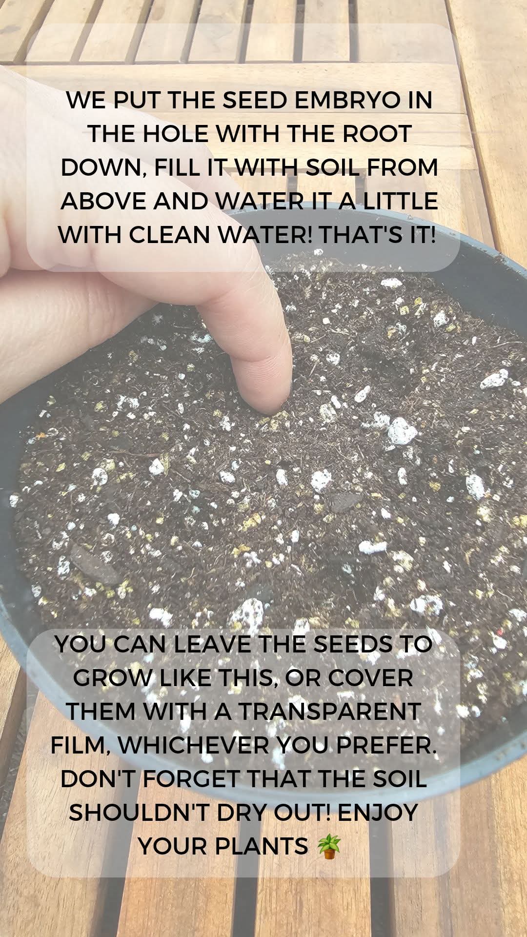 From Seed to Seedling โ How to Germinate Hibiscus Seeds ๐ฑ โ 19