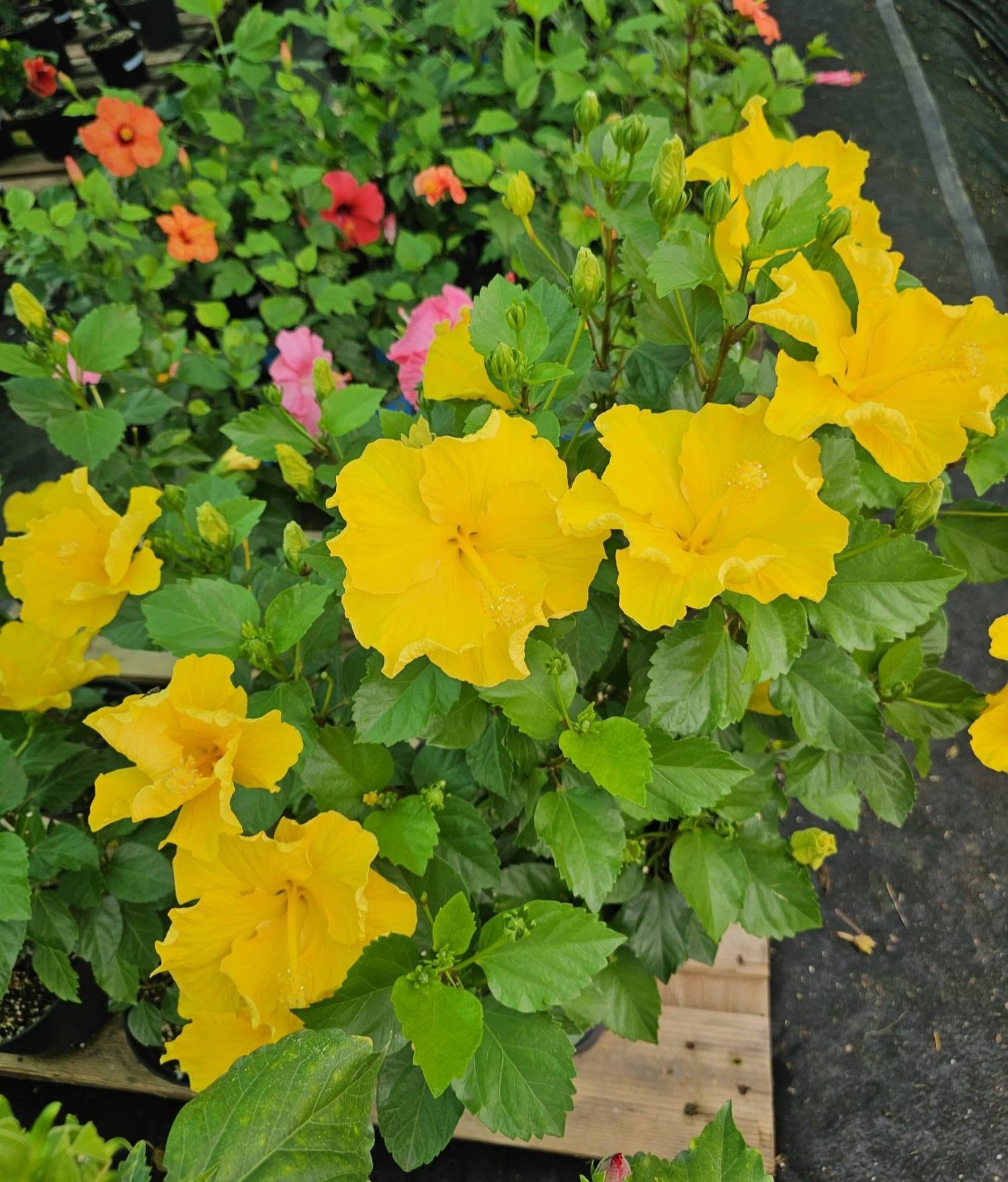 WHY DOES MY HIBISCUS DROP BUDS? (HOW TO STOP THE DRAMA + A LITTLE SECRET) 🌺 — 2