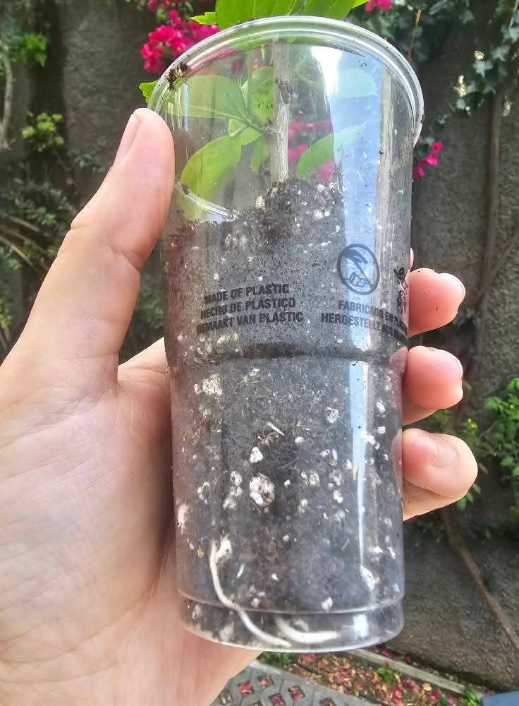 How to Grow Hibiscus from Cuttings — Step-by-Step Guide 🌱 — 3
