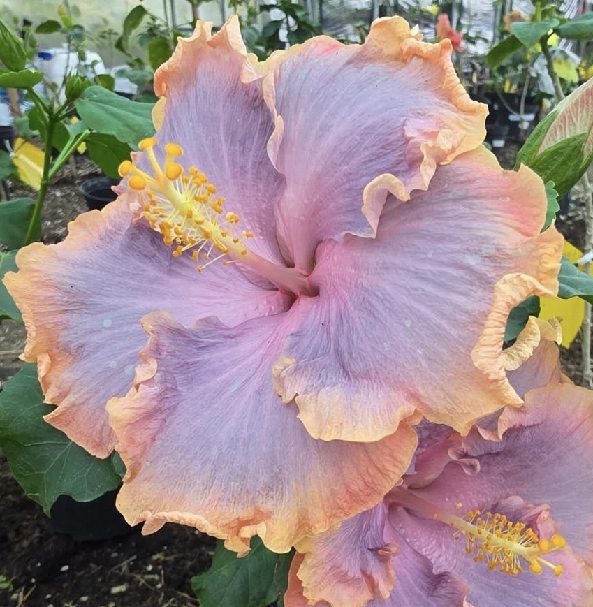 Presale 2027 — hibiscus 3
