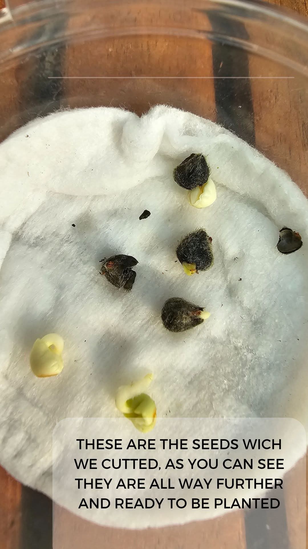 From Seed to Seedling โ How to Germinate Hibiscus Seeds ๐ฑ โ 16