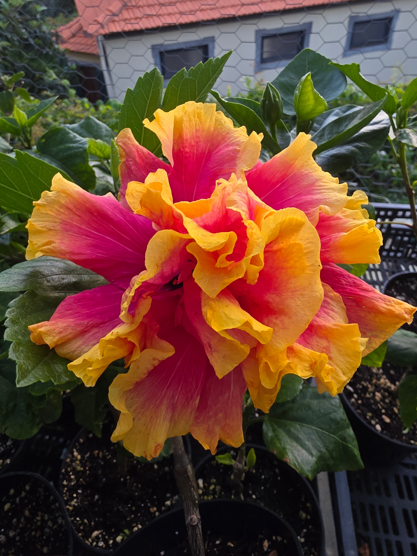 Presale 2027 — hibiscus 1