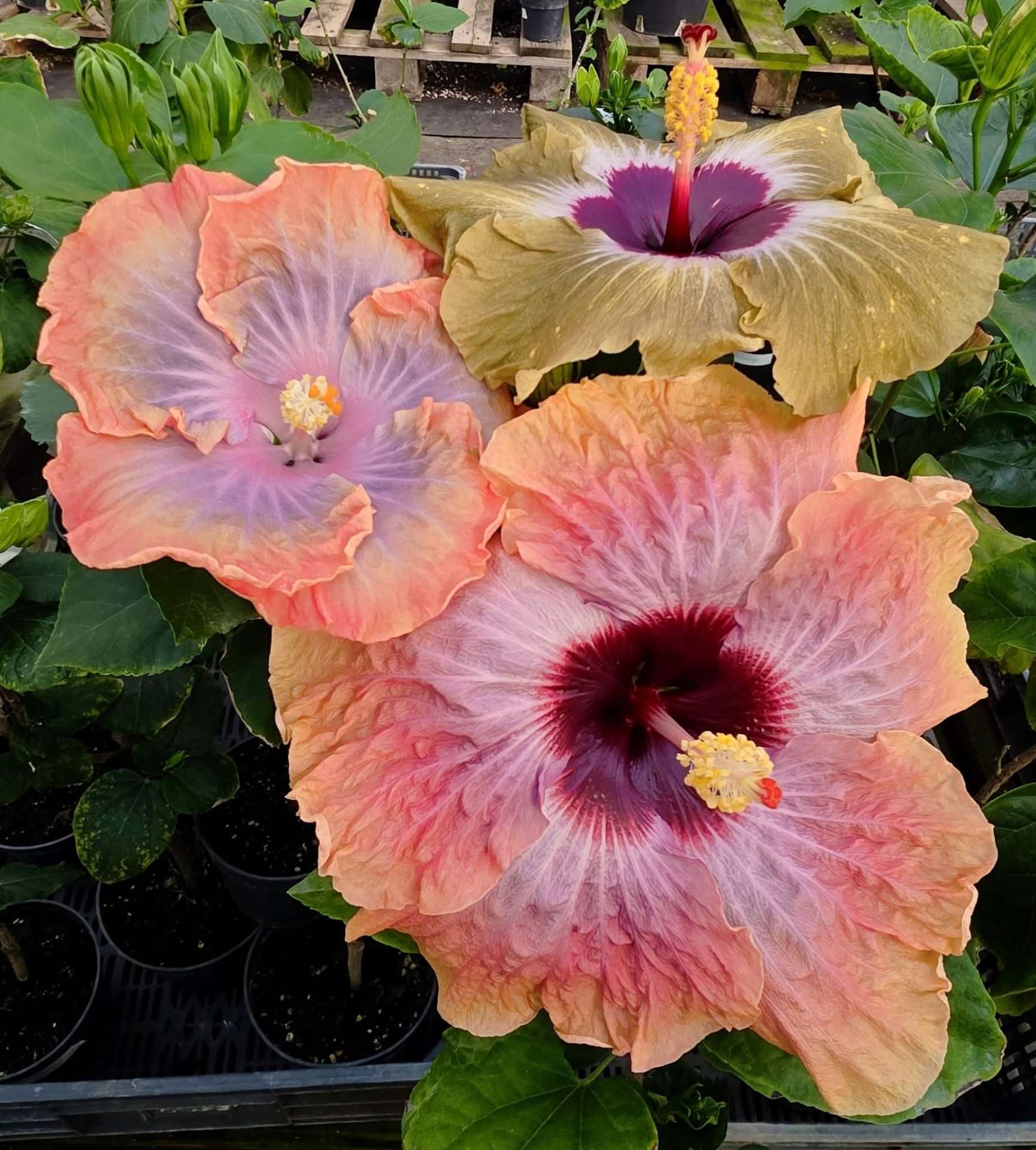 The Perfect Spot for Your Hibiscus — Light, Temperature & Placement ☀️ — 2