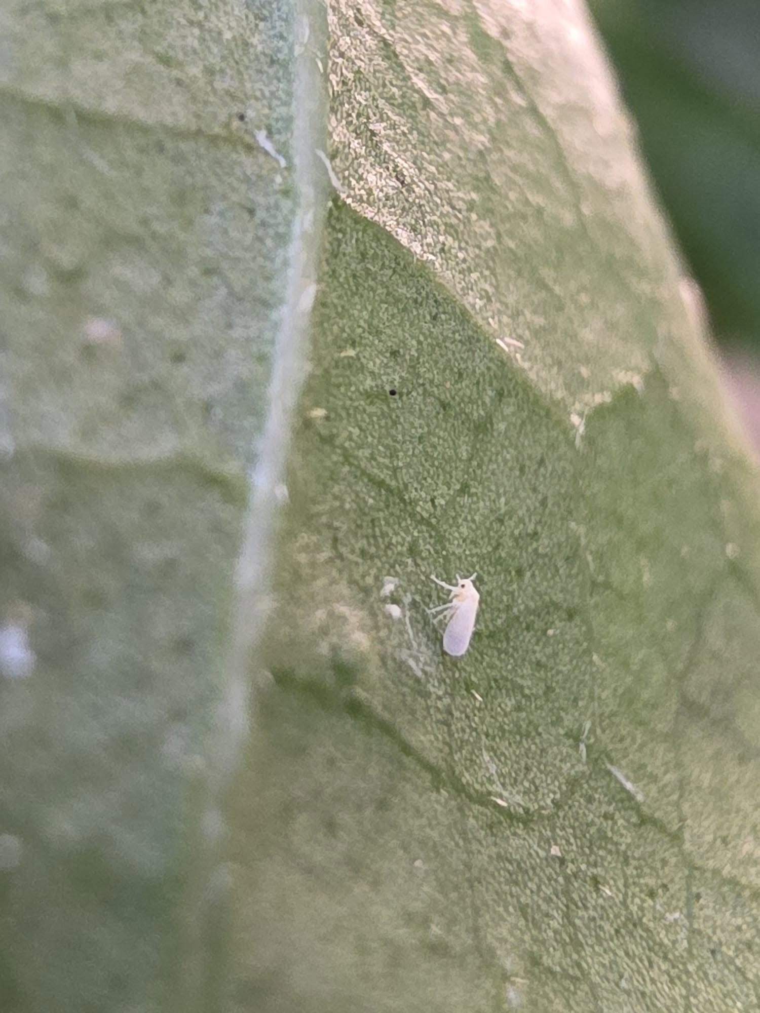 WHITEFLIES ON HIBISCUS: WHY THEY'RE SO HARD TO GET RID OF (AND WHAT REALLY WORKS) 🌺🧐