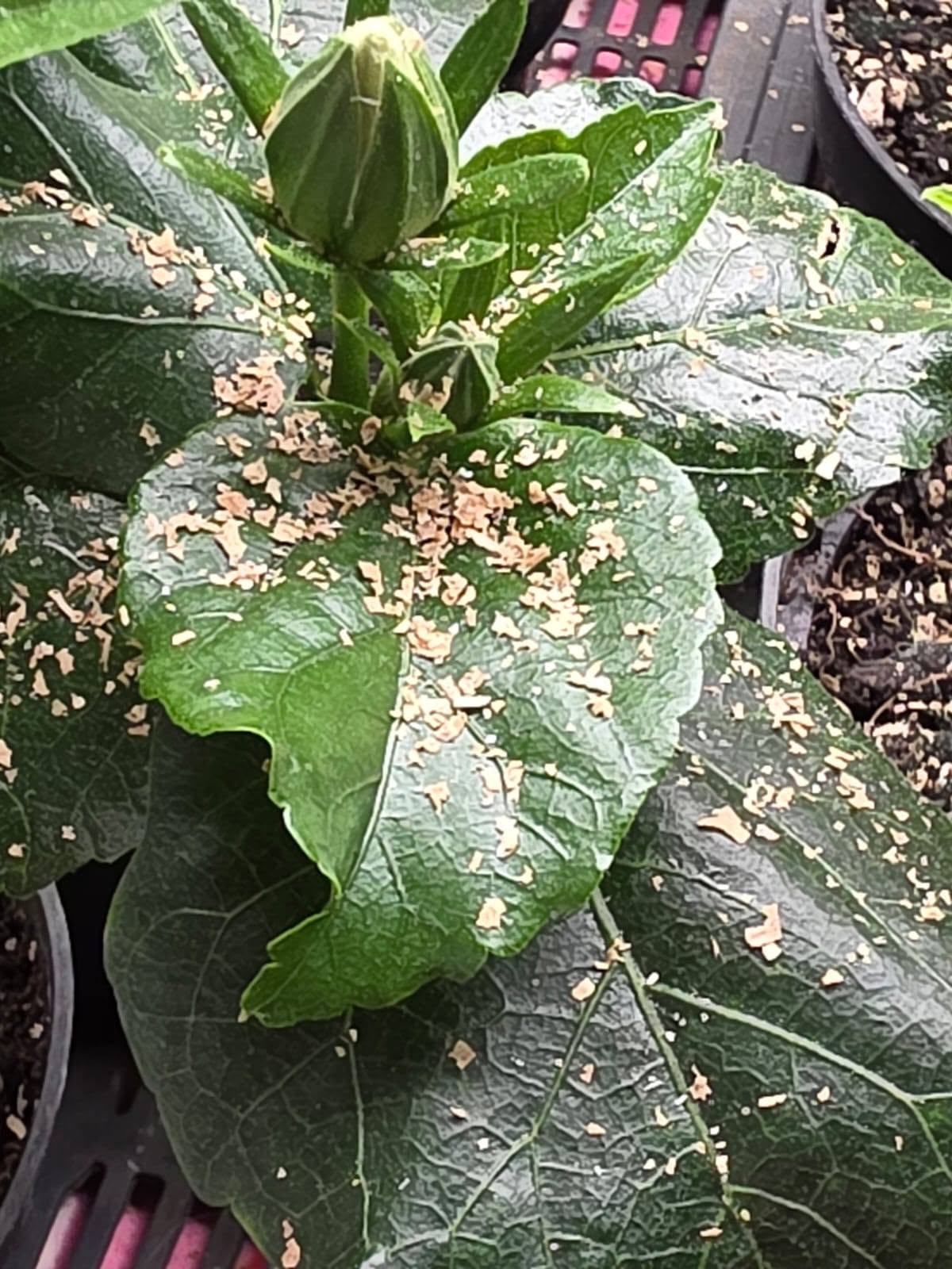 PREDATORY INSECTS AGAINST WHITEFLIES 🌺🧐 — 1