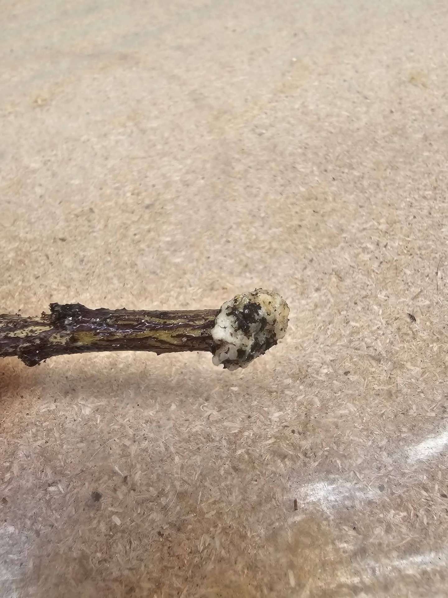 ROOTING HIBISCUS CUTTINGS — A PRACTICAL GUIDE FOR PLANT LOVERS 🌱 — 2