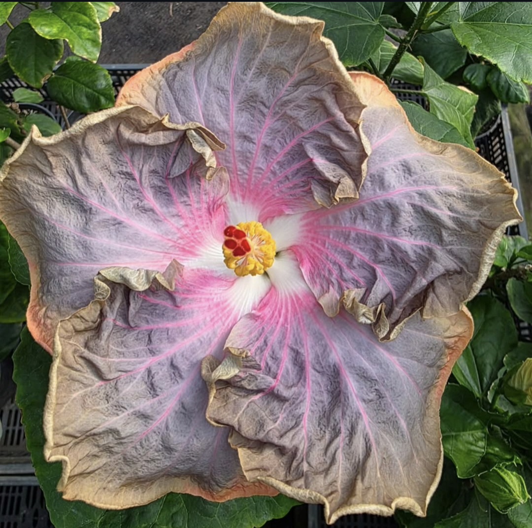 How We Grow Our Plants — Our Own Selection 🌺 — 1