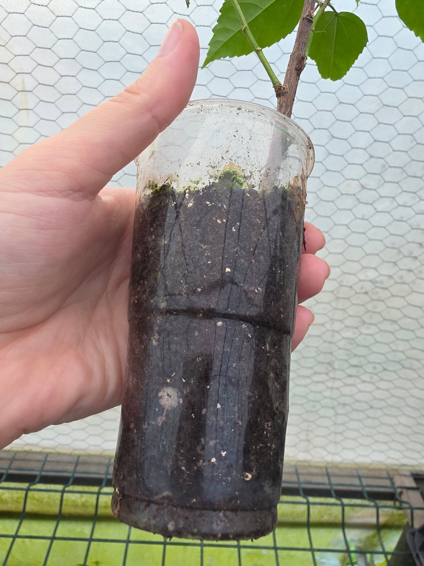 ALL THE SECRETS OF HIBISCUS ROOT CARE (PART 1/2) 🌺🌿 — 3